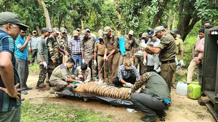 Kanha Tiger Reserve news 