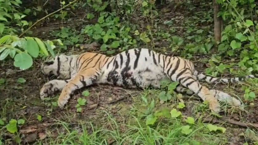 Tiger Death Balaghat