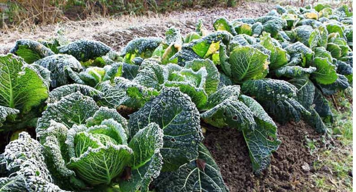 How To Protect Crops From Cold (1)