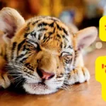 संकट में ‘टाइगर स्टेट’: कान्हा में 6 दिन के भीतर 3 नन्हे बाघों की मौत से मचा हड़कंप