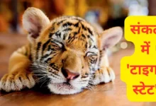 Kanha Tiger Reserve latest news
