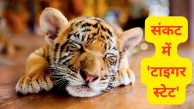 Kanha Tiger Reserve latest news